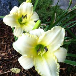 Location: My garden - zone 5
Date: 2015-08-11
Nice flower, but I don't know if I like the green throat...