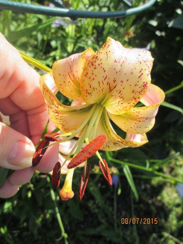 Photo of Lily (Lilium 'Peach Lace') uploaded by Oberon46