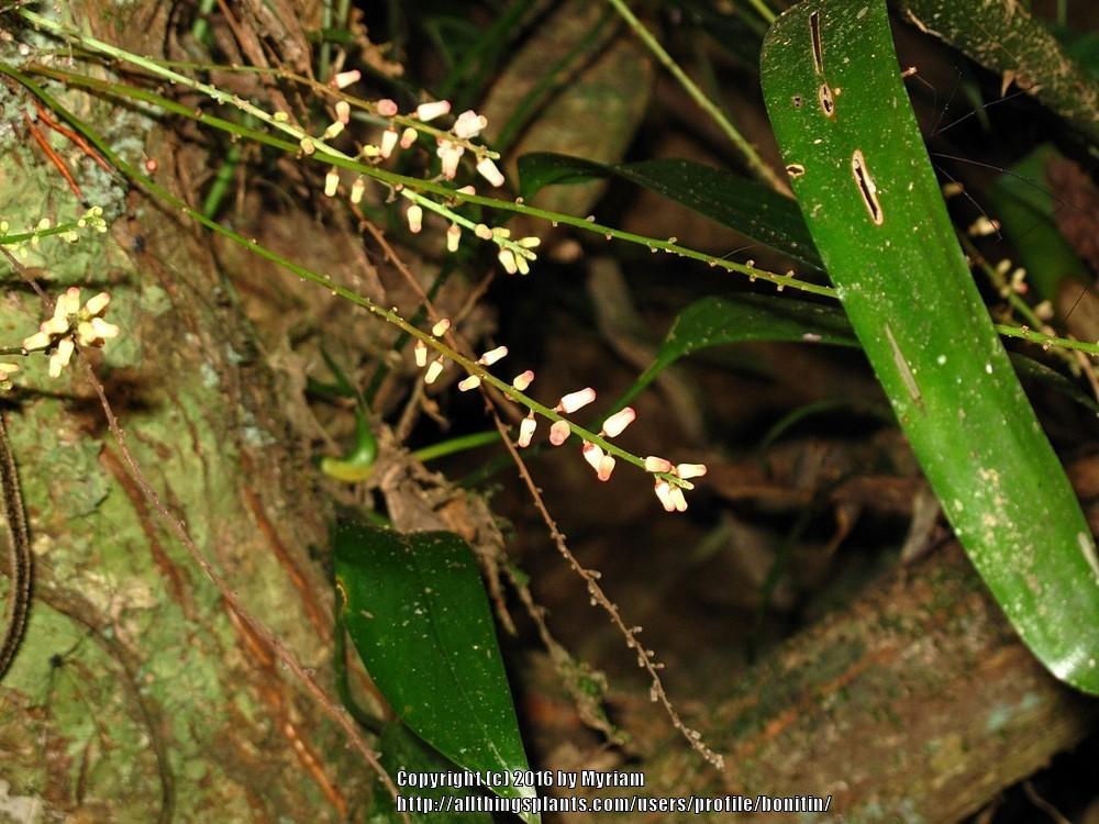 Photo of Guarea macrophylla subsp. tuberculata uploaded by bonitin