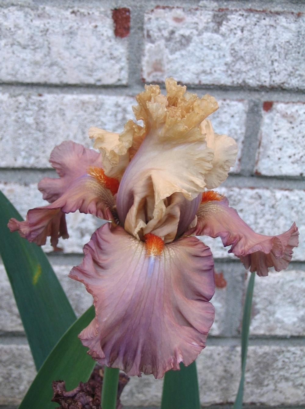 Photo of Tall Bearded Iris (Iris 'Looking Beautiful') uploaded by janielouy