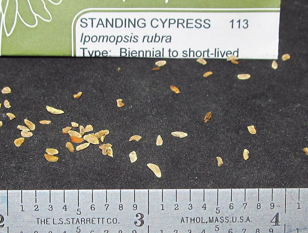 Photo of Standing Cypress (Ipomopsis rubra) uploaded by jmorth