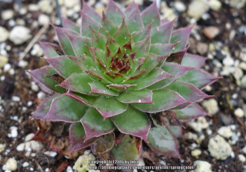 Photo of Hen and Chick (Sempervivum 'Roasted Chestnut') uploaded by springcolor