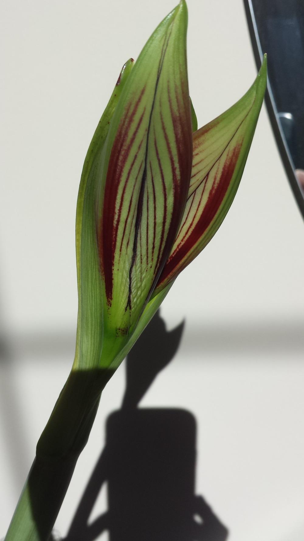 Photo of Butterfly Amaryllis (Hippeastrum papilio) uploaded by DogsNDaylilies