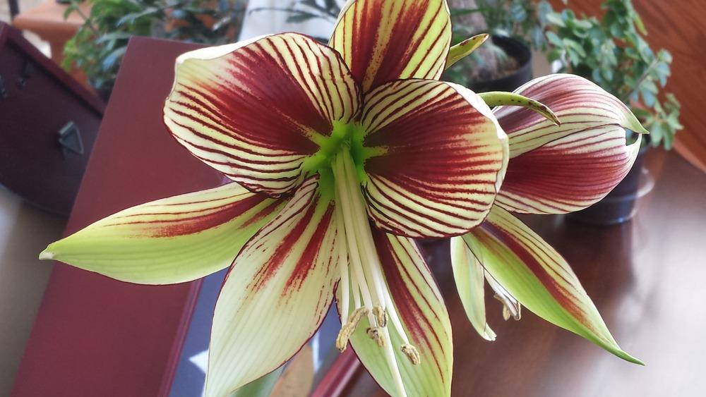 Photo of Butterfly Amaryllis (Hippeastrum papilio) uploaded by DogsNDaylilies