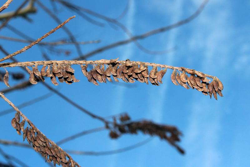 Photo of Crenulate Lead Plant (Amorpha crenulata) uploaded by RuuddeBlock