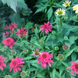 Location: My garden in Aurora, Ontario zone 5b
Date: 2014-07-16