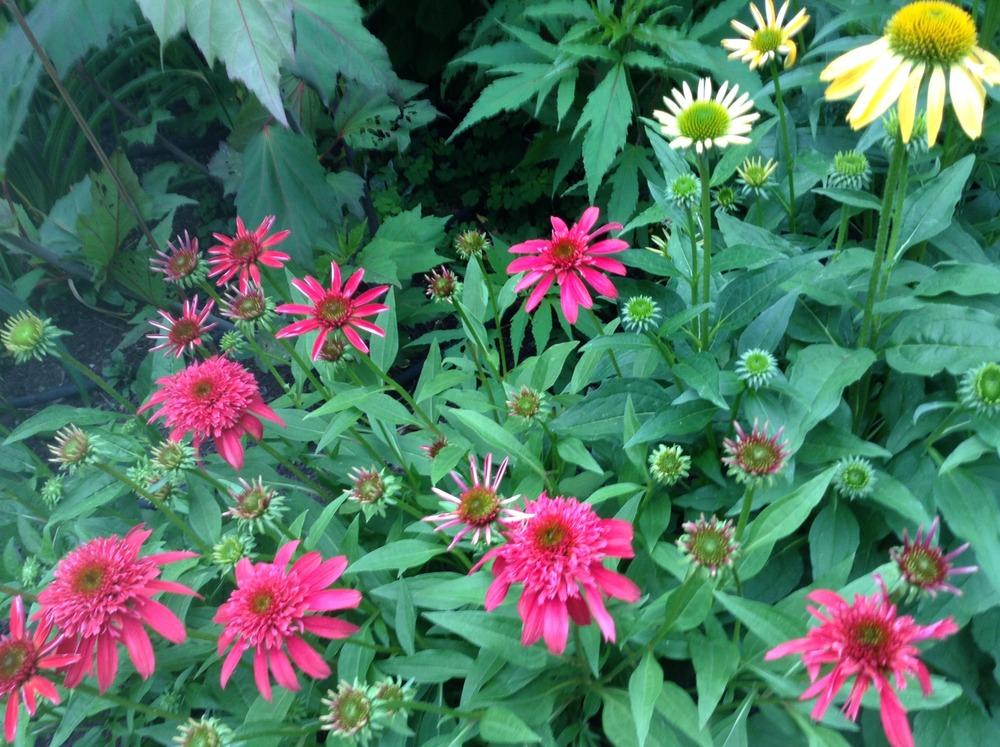 Photo of Coneflower (Echinacea Double Scoop™ Cranberry) uploaded by acer5050
