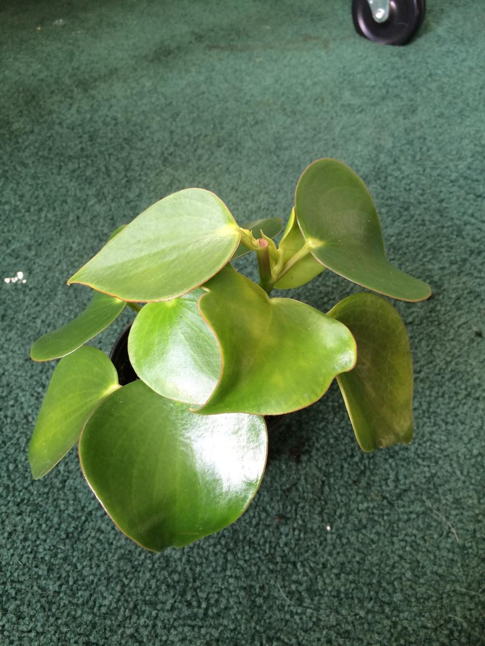 Photo of Coin Leaf Peperomia (Peperomia polybotrya 'Jayde') uploaded by jvdubb