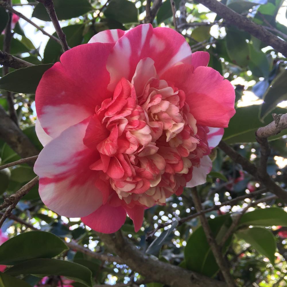 Photo of Camellias (Camellia) uploaded by HamiltonSquare