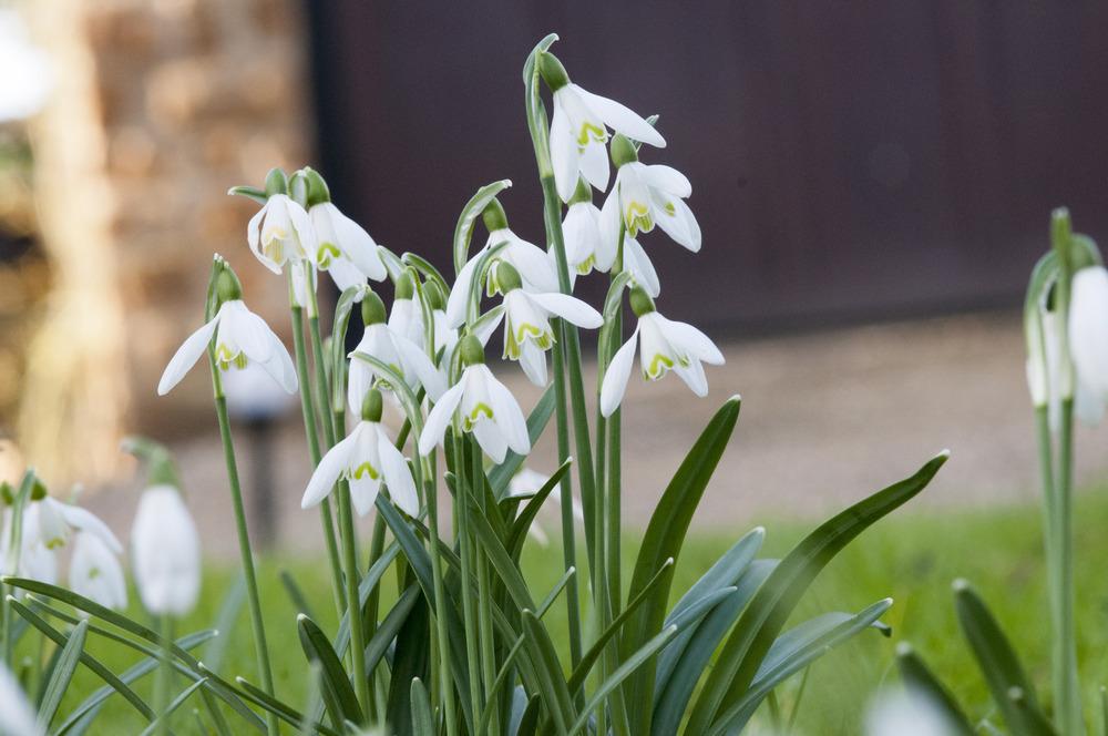 Photo of Snowdrop (Galanthus nivalis) uploaded by cliftoncat