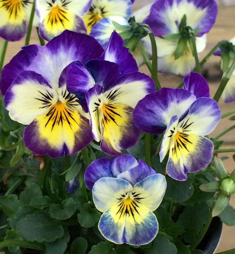 Photo of Violas (Viola) uploaded by plantmanager