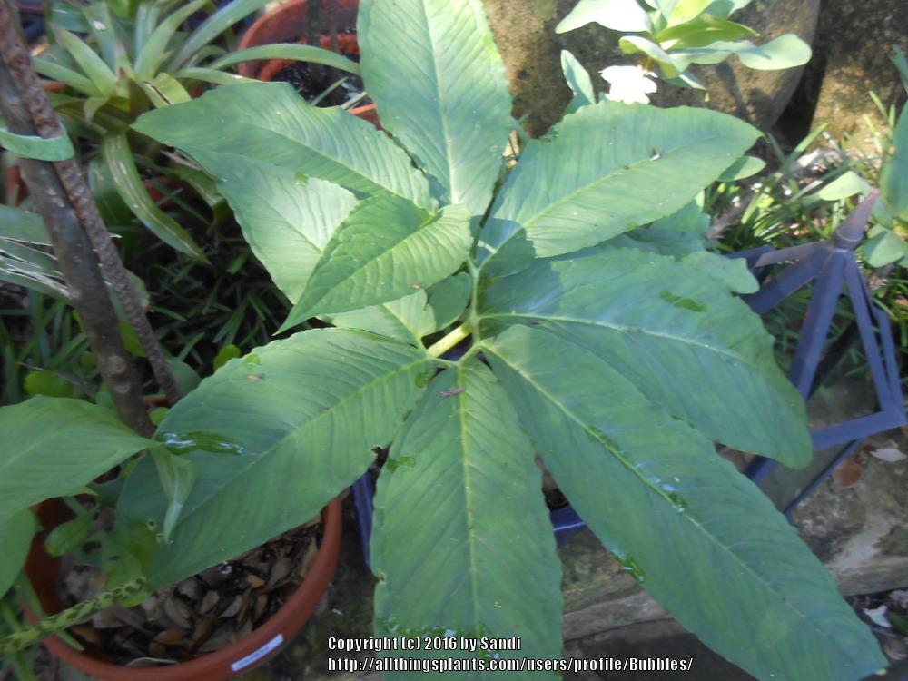 Photo of Voodoo Lily (Sauromatum venosum) uploaded by Bubbles