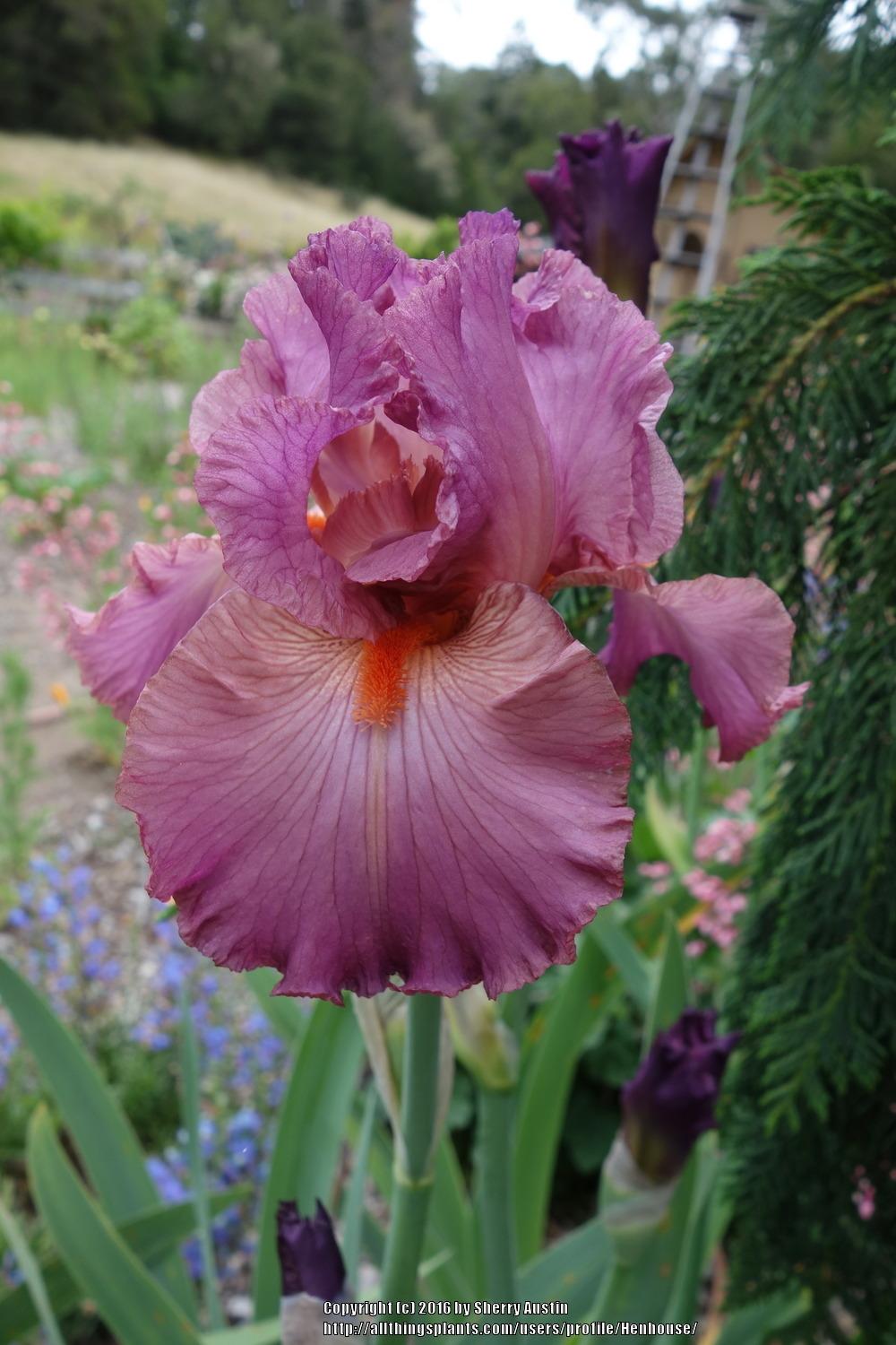 Photo of Tall Bearded Iris (Iris 'Mulled Wine') uploaded by Henhouse