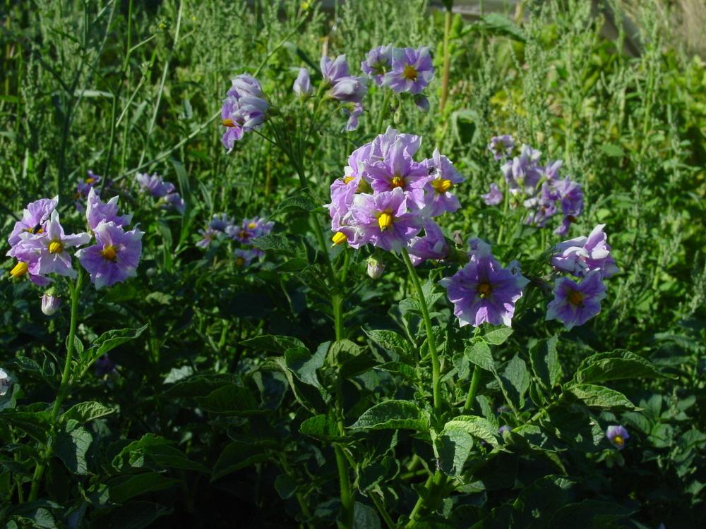 Photo of Potato (Solanum tuberosum 'Newen') uploaded by hampartsum