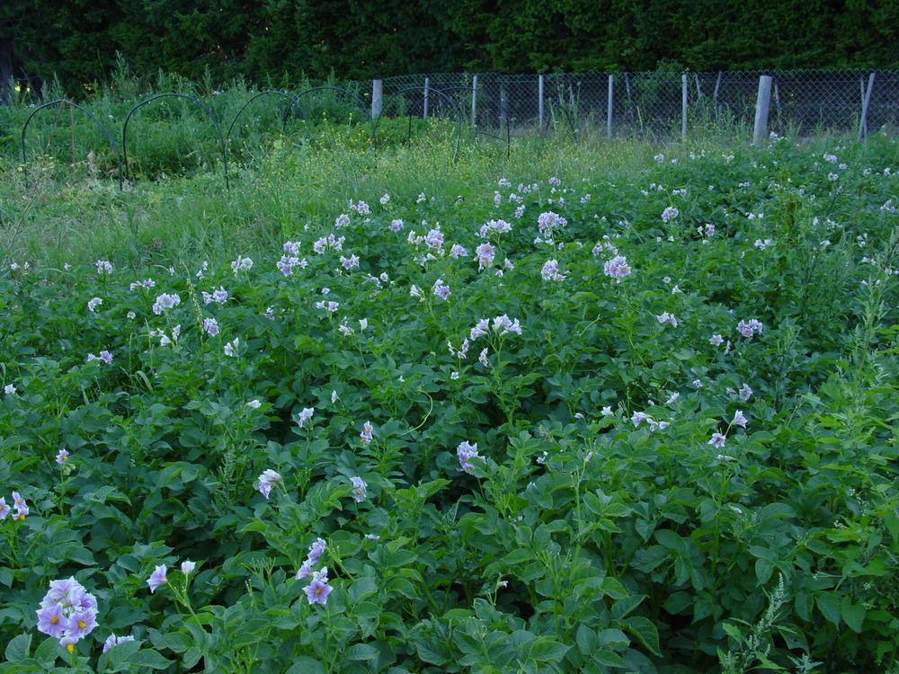 Photo of Potato (Solanum tuberosum 'Newen') uploaded by hampartsum