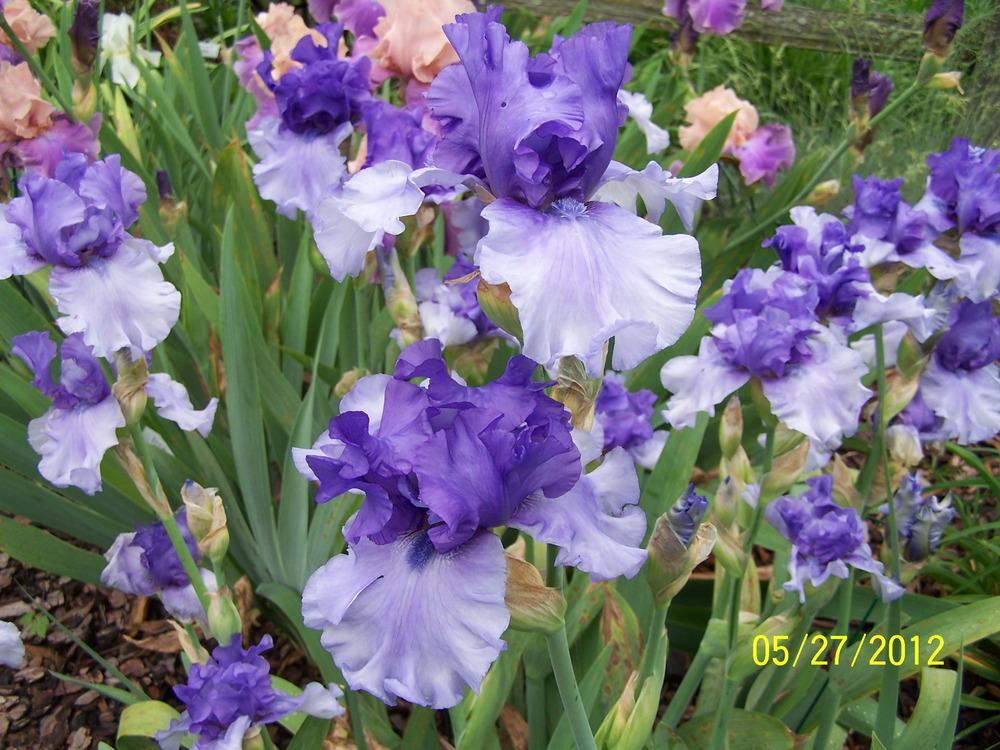 Photo of Tall Bearded Iris (Iris 'Aegean Wind') uploaded by petruske