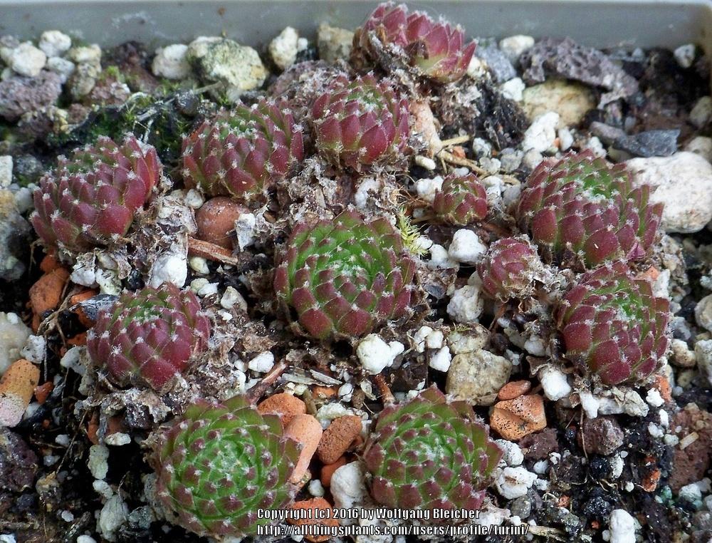 Photo of Hen and Chicks (Sempervivum 'Ford's Spring') uploaded by turini