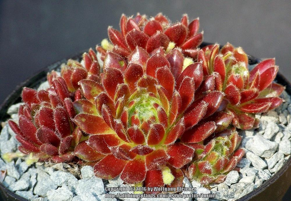 Photo of Hen and Chicks (Sempervivum 'Ford's Spring') uploaded by turini