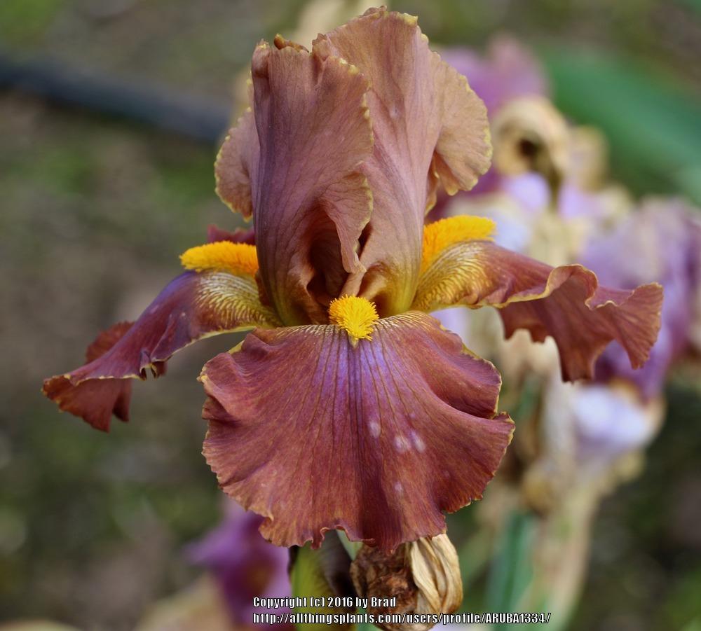 Photo of Tall Bearded Iris (Iris 'Cow Patty') uploaded by ARUBA1334