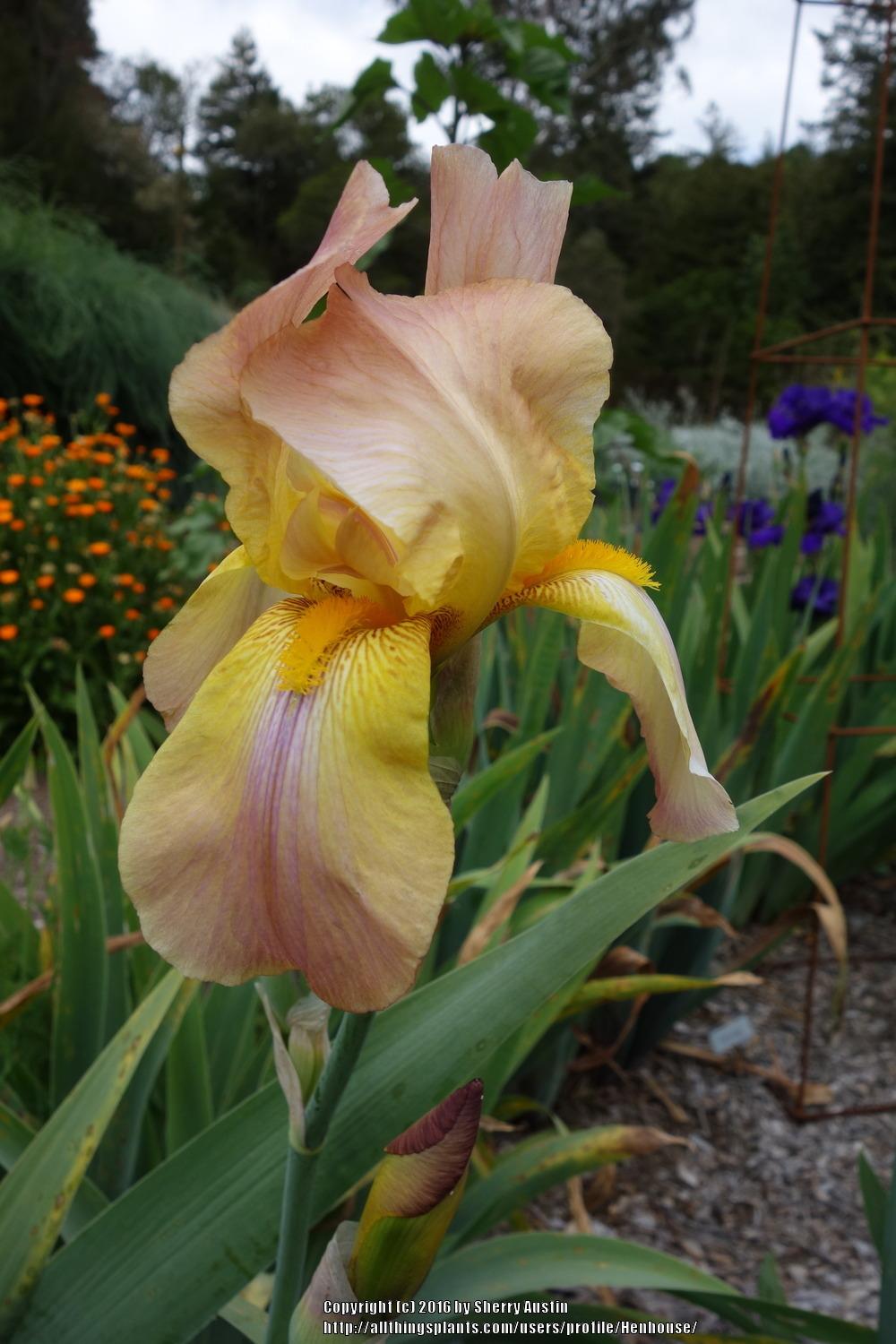 Photo of Tall Bearded Iris (Iris 'Easter Bonnet') uploaded by Henhouse