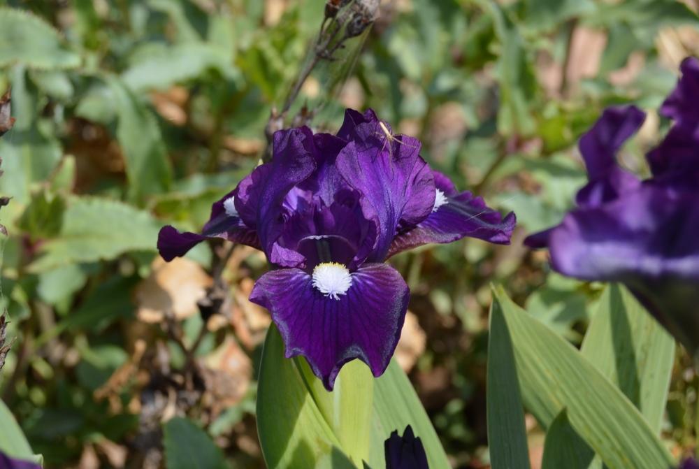 Photo of Standard Dwarf Bearded Iris (Iris 'Wish Upon a Star') uploaded by KentPfeiffer