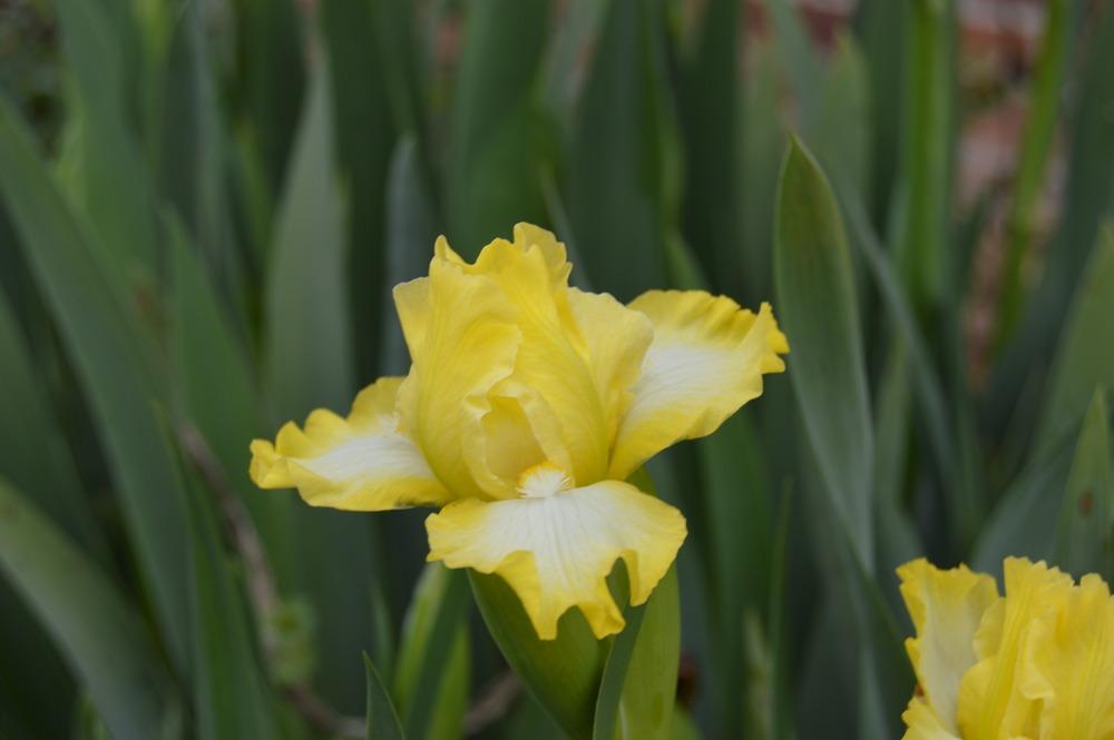 Photo of Standard Dwarf Bearded Iris (Iris 'Twitter') uploaded by KentPfeiffer