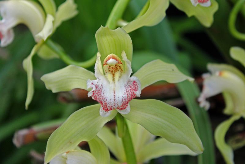 Photo of Orchid (Cymbidium) uploaded by RuuddeBlock