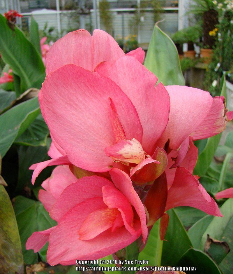 Photo of Canna Lily (Canna x generalis 'Tropical Rose') uploaded by kniphofia