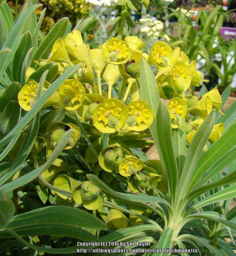 Photo of Euphorbia (Euphorbia characias subsp. wulfenii) uploaded by kniphofia