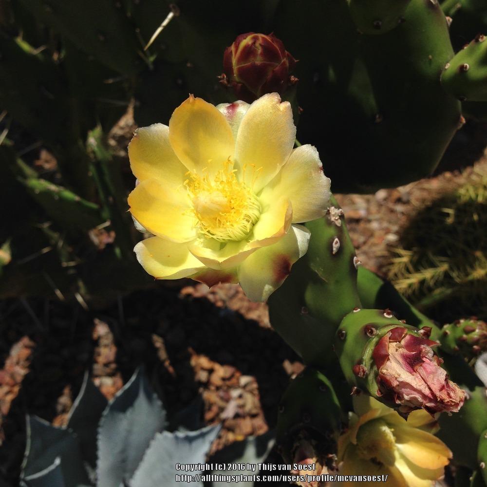 Photo of Quimilo (Opuntia quimilo) uploaded by mcvansoest