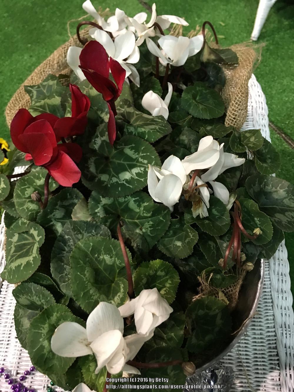 Photo of Sowbread (Cyclamen) uploaded by piksihk