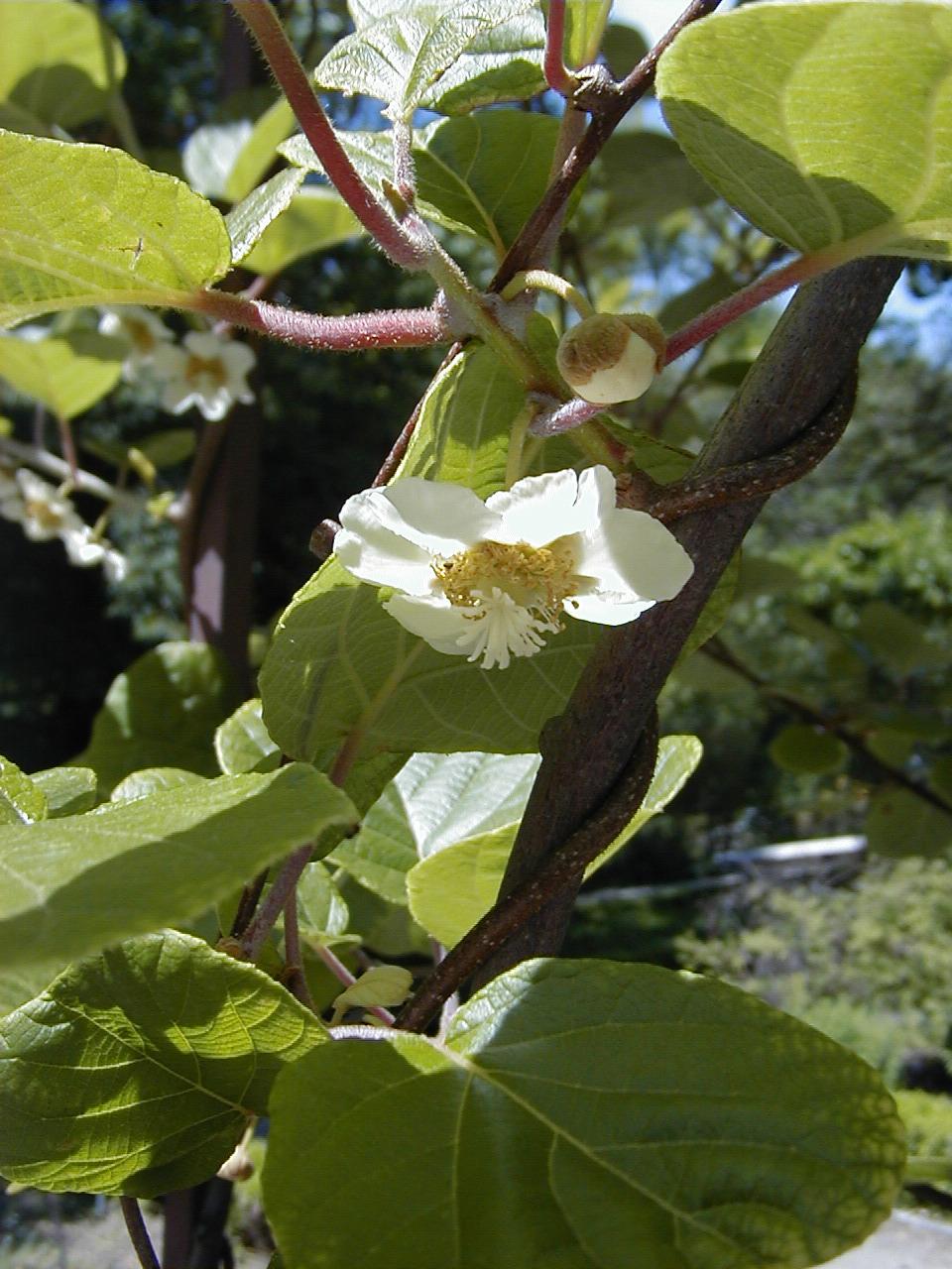 Photo of Kiwi Fruit (Actinidia chinensis var. deliciosa) uploaded by robertduval14