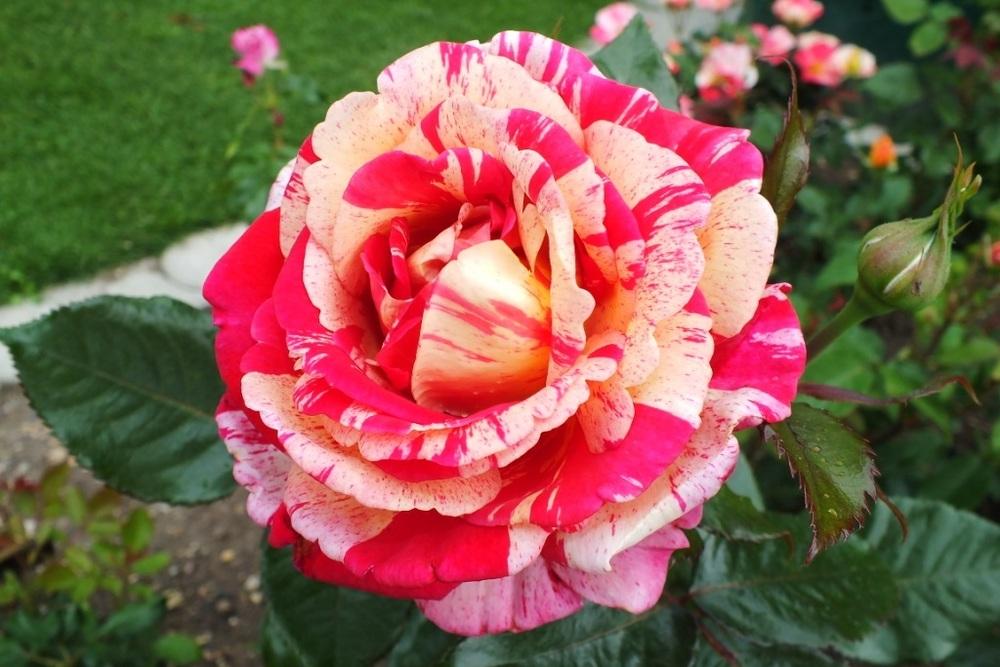 Photo of Rose (Rosa 'Broceliande') uploaded by sunnyvalley