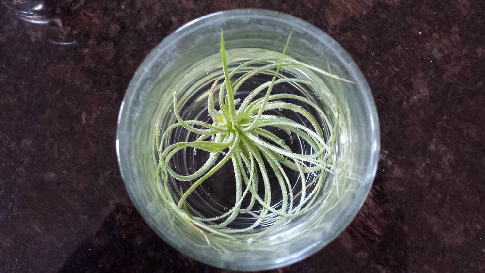 Photo of Air Plant (Tillandsia stricta subsp. stricta) uploaded by DogsNDaylilies