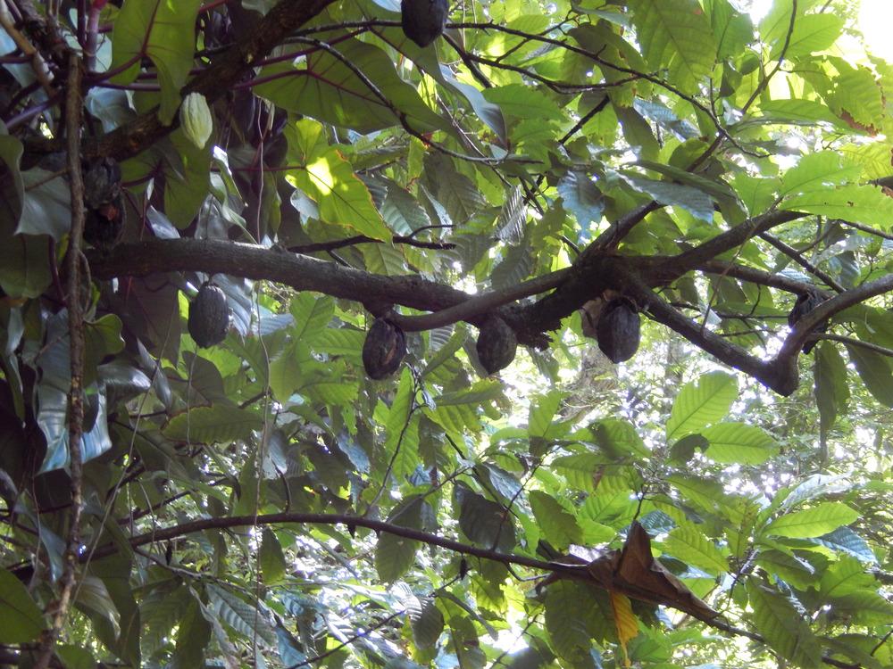 Photo of Cocoa Tree (Theobroma cacao) uploaded by cliftoncat