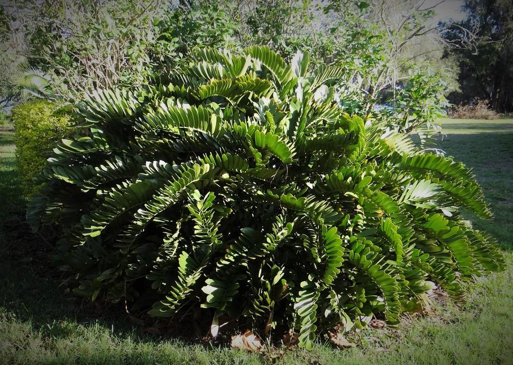 Photo of Cardboard Palm (Zamia furfuracea) uploaded by hawkarica