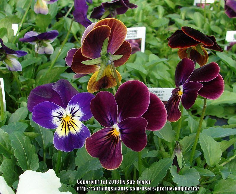 Photo of Horned Violet (Viola cornuta Sorbet™ Antique Shades) uploaded by kniphofia