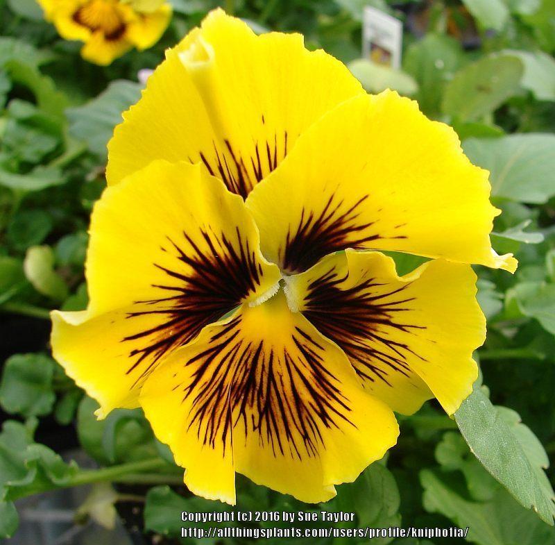 Photo of Violet (Viola cornuta 'Frizzle Sizzle Yellow') uploaded by kniphofia
