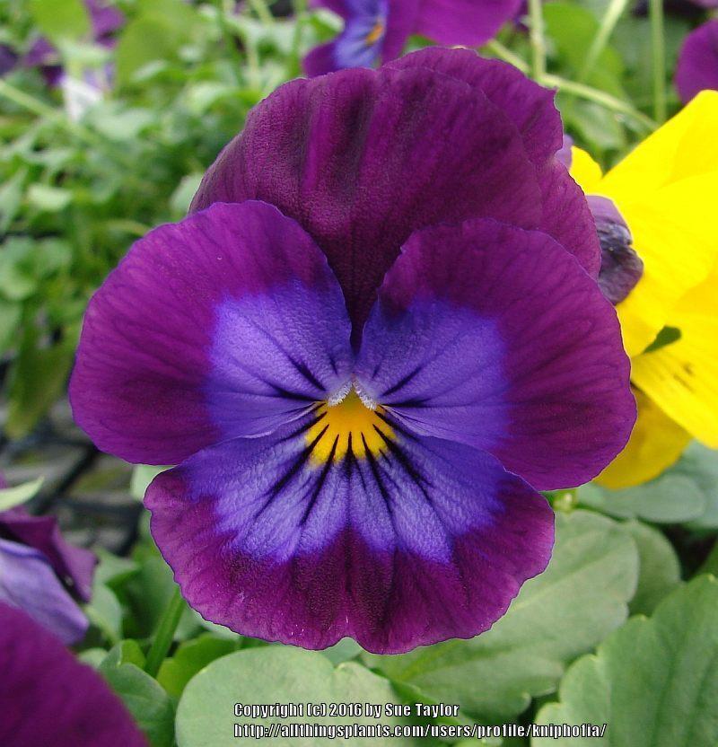 Photo of Pansy (Viola x wittrockiana 'Purple Rain') uploaded by kniphofia