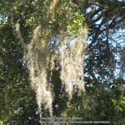 Location: Daytona Beach, Florida
Date: 2012-10-22
Air Plants known as Spanish Moss (Tillandsia usenoides) commonly 