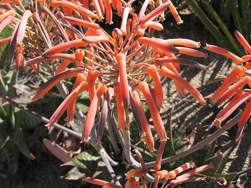 Photo of Soap Aloe (Aloe maculata subsp. maculata) uploaded by robertduval14