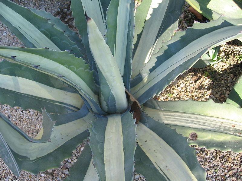 Photo of White-striped American Agave (Agave americana 'Mediopicta Alba') uploaded by robertduval14