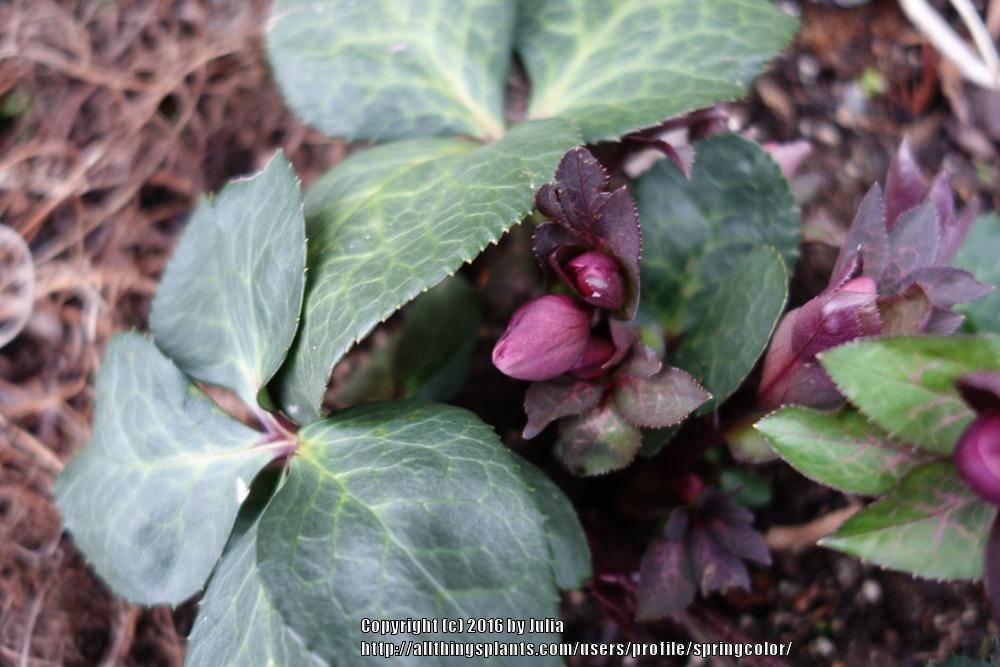 Photo of Hellebore (Helleborus x hybridus Frostkiss™ Penny's Pink®) uploaded by springcolor
