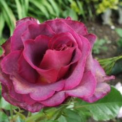Location: Switzerland
Date: 2015-06-16
This picture shows how the petals on this rose sometimes have a s