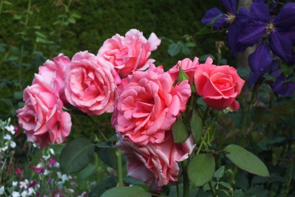 Photo of Rose (Rosa 'Pariser Charme') uploaded by sunnyvalley