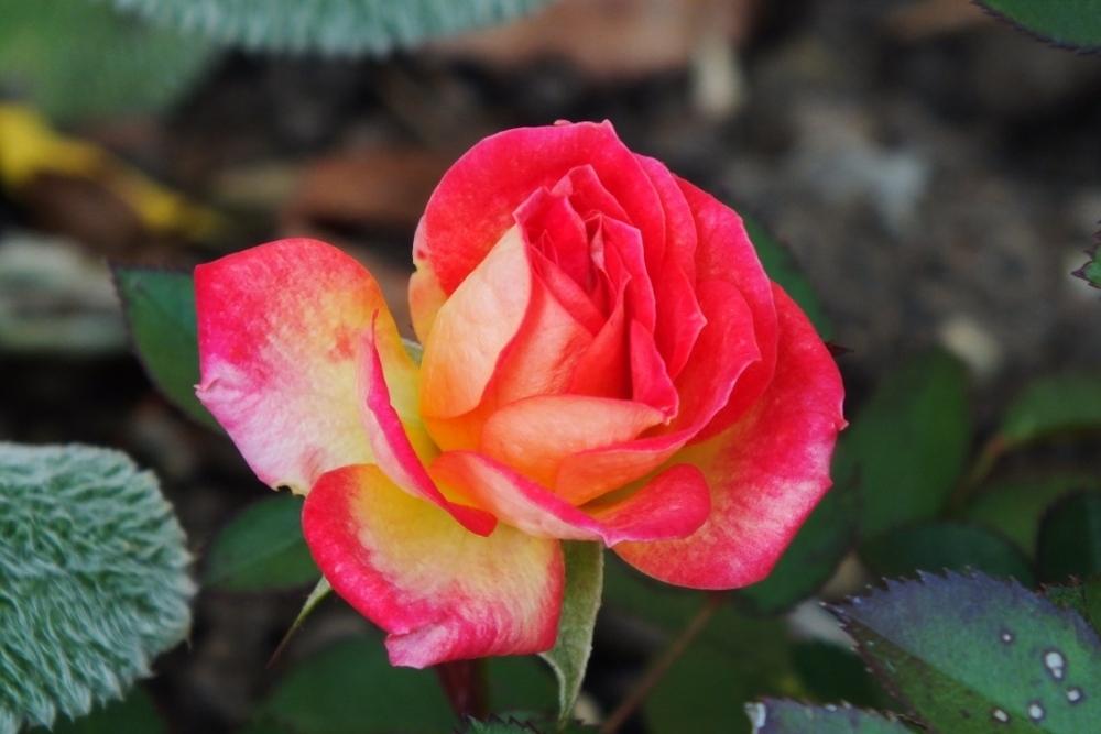 Photo of Rose (Rosa 'Little Sunset') uploaded by sunnyvalley