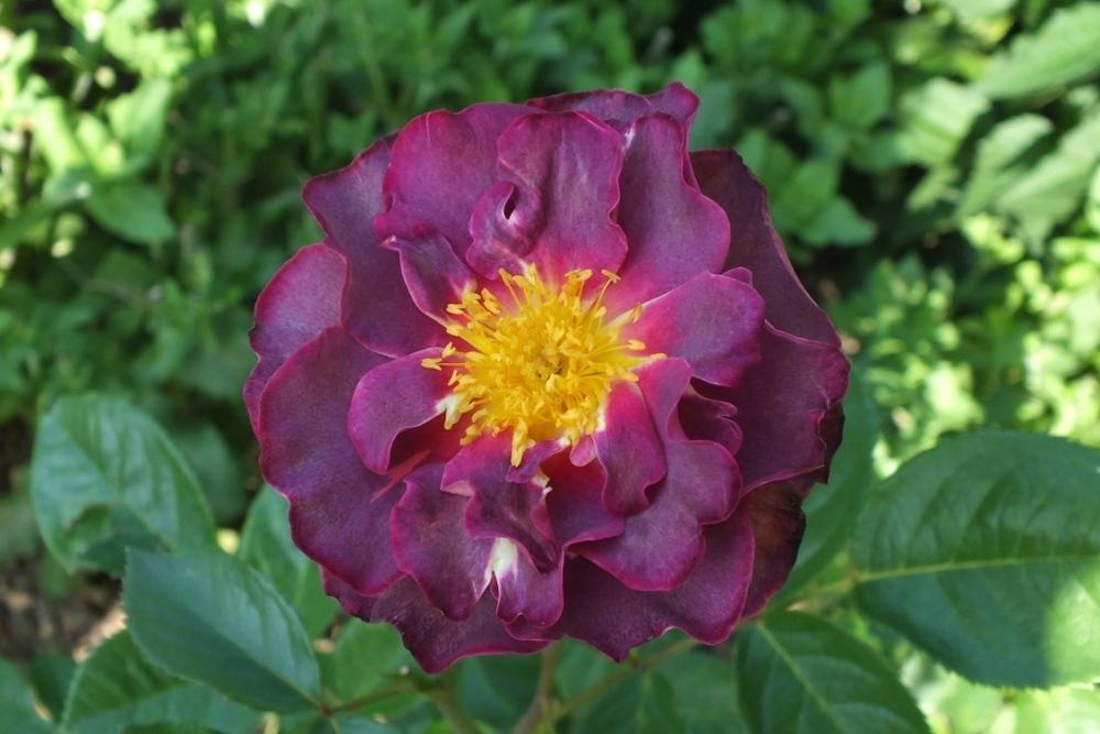 Photo of Rose (Rosa 'Blauwestad') uploaded by sunnyvalley