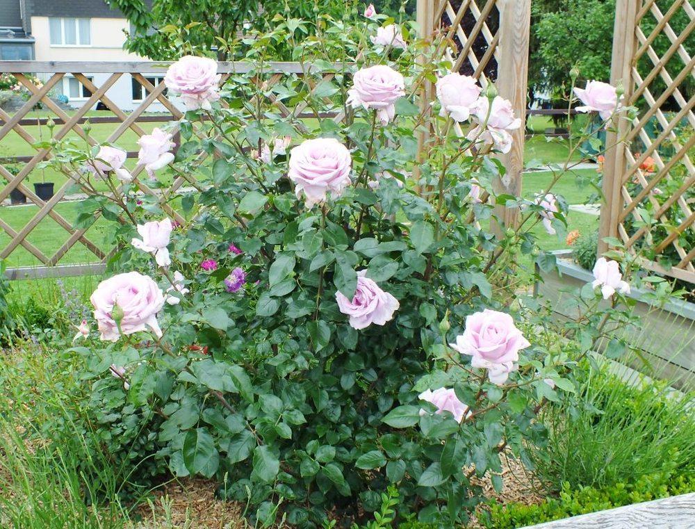 Photo of Rose (Rosa 'La Rose du Petit Prince') uploaded by sunnyvalley