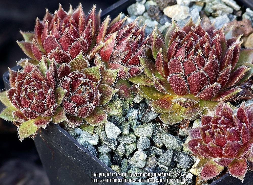 Photo of Hen and Chicks (Sempervivum 'Ohu om Ohu') uploaded by turini