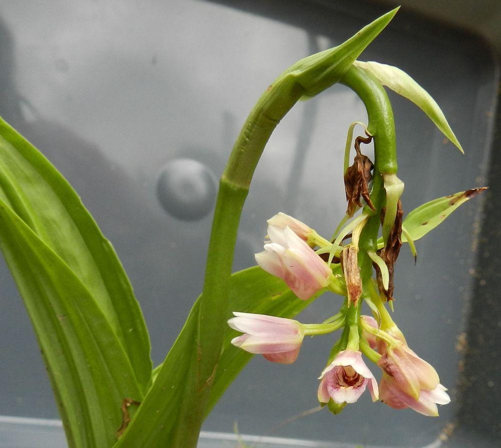 Photo of Nodding Swamp Orchid (Geodorum densiflorum) uploaded by Gleni